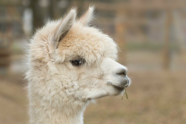 alpaca-814953