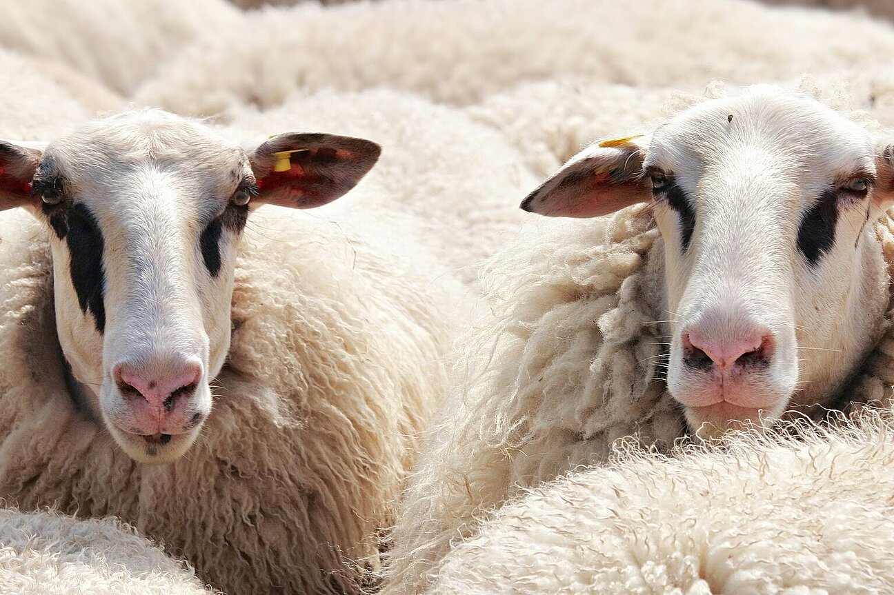 sheep-2292802_1920