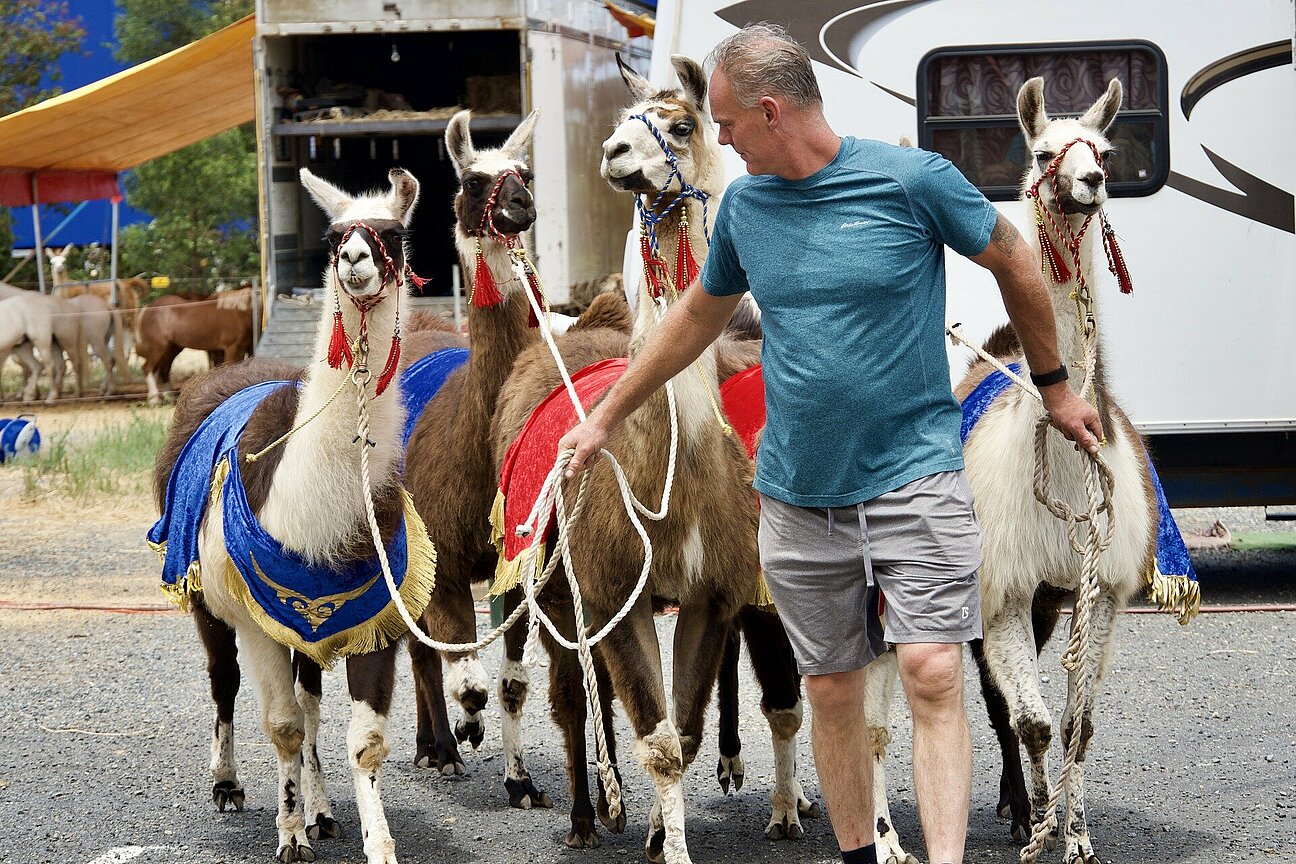 lamas-4714429_1920