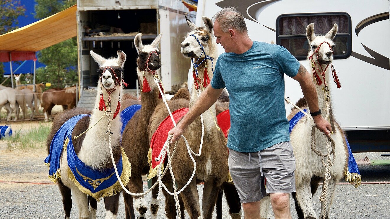 lamas-4714429_1920