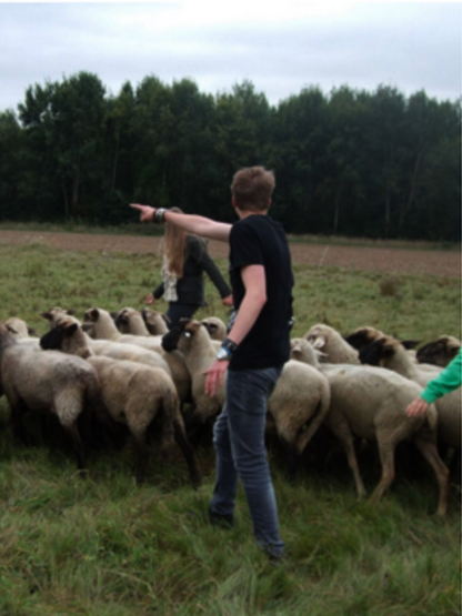 fuer_ziele_sorgen_schafe_hueten