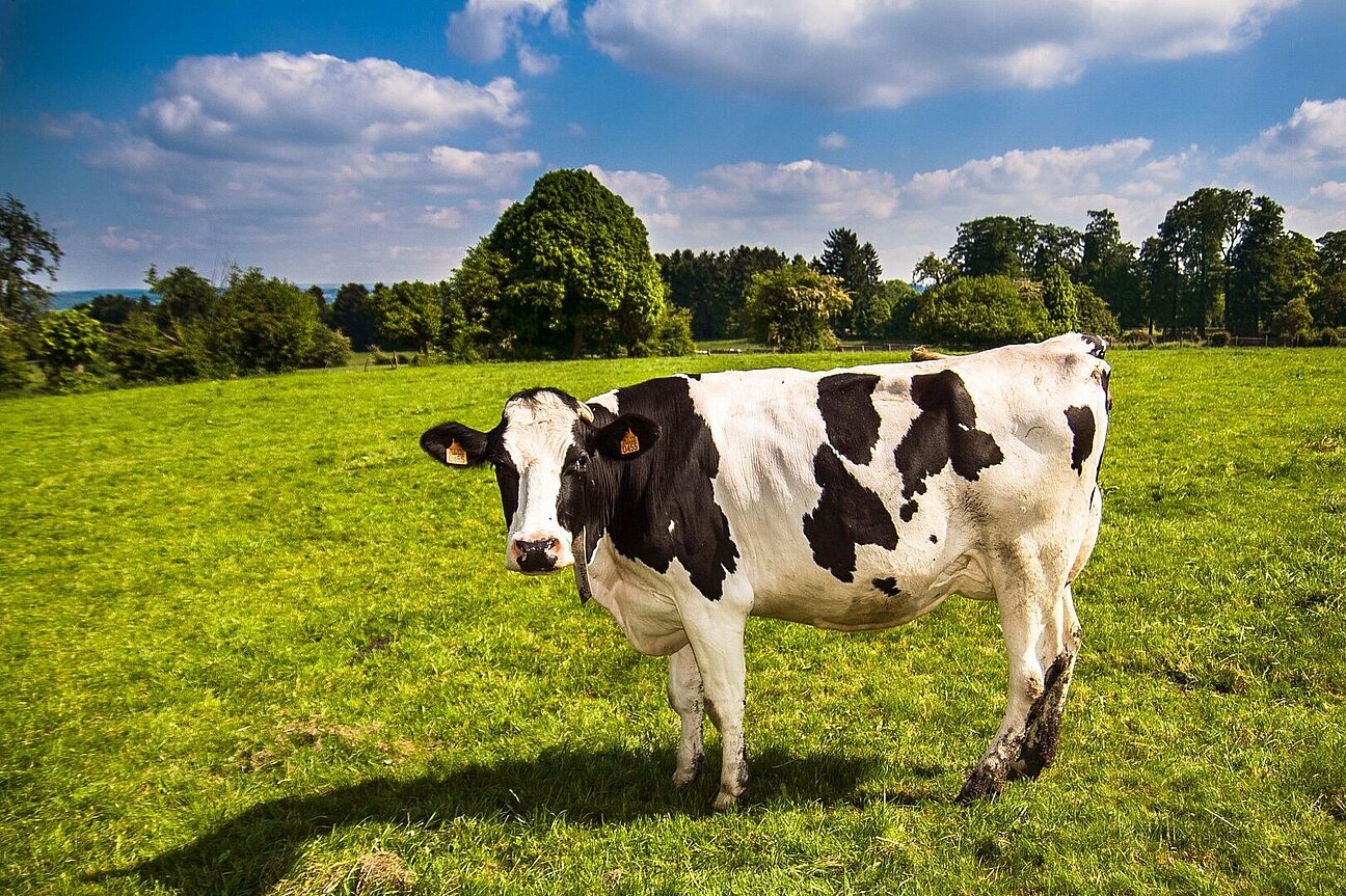 cow-2132526_1920